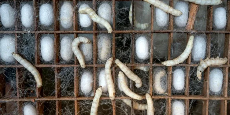 How Does Protein Intake Impact Muscle Growth?